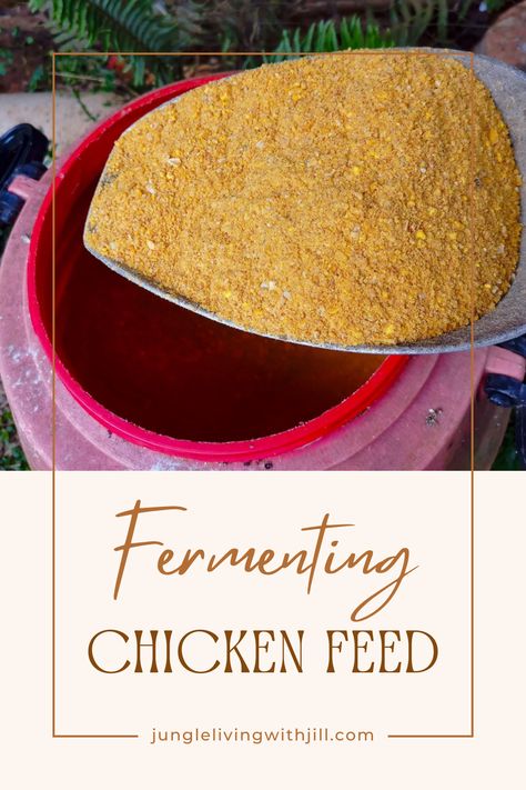 Want to produce higher quality eggs AND lower your feed costs? Consider fermenting chicken feed! Producing your own probiotic-rich feed is super simple too!  #homestead #raisingchickens #costaricahomestead Fermented Chicken Feed Recipe, Chicken Feed Recipe, Fermented Chicken Feed, Fermenting Chicken Feed, Raising Backyard Chickens, Laying Hens, Nut Milk Bag, Bagged Milk, Chicken Feed