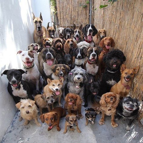 Charlie Sykes on Twitter: "If my wife had her way, this is what my house would look like when I get home today....… " Dog Poses, All Dogs, Dog Rules, 웃긴 사진, Chandigarh, Great Dane, Doberman, 귀여운 동물, Kolkata