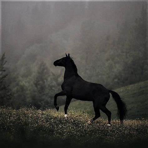 Horses Friesian, Horse Palomino, Photography Animals, Horse Dressage, Blue Roan, Andalusian Horse, Equine Photographer, Wild Mustangs, Black Horses