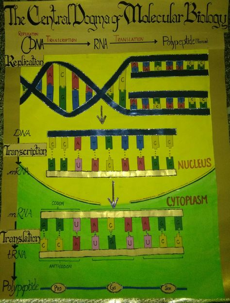 Project on central dogma of molecular biology made by @Royals_k Protein Synthesis Project, Biochemistry Project Ideas, Protein Synthesis Model, Biology Poster Ideas, Central Dogma Of Molecular Biology, Translation Biology, Biology Model, Diy For School, Dna Activities