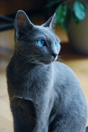 Russian Blue Cat Personality, Russian Blue Kitten, Russian Cat, Kitten Breeds, Cat Vs Dog, Cat With Blue Eyes, Russian Blue Cat, Image Chat, Gray Cat