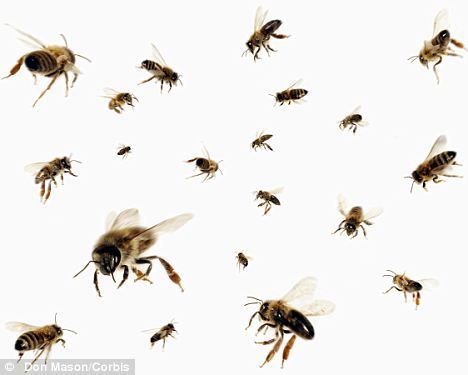 Swarm: The bees got loose in the business class cabin of a Boeing 757 flying from one side of Russia to the other Mycelium Art, The Raven King, Enclosed Garden, Boeing 757, Bee Book, Bee Swarm, Art Connection, Honey Bee Hives, Green Knight