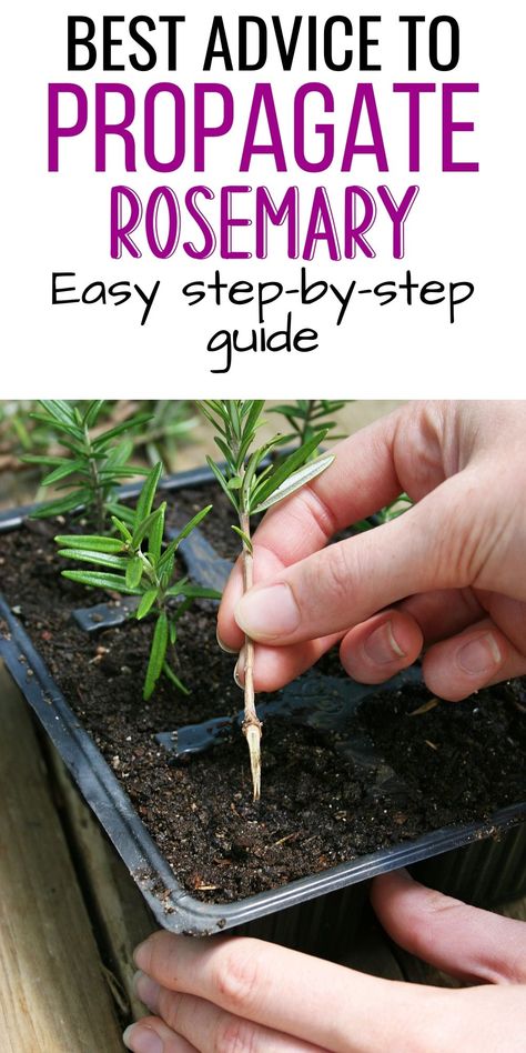 Rooting rosemary made easy! Find out how to propagate rosemary cuttings and start growing your own herbs. This beginner’s guide will teach you all the essential steps. Propagating Rosemary From Cuttings, Propagating Rosemary, Rosemary Cuttings, How To Propagate Rosemary, Rosemary From Cuttings, Rosemary Plant Care, Propagate Rosemary, Growing Vegetables In Pots, Edible Landscape