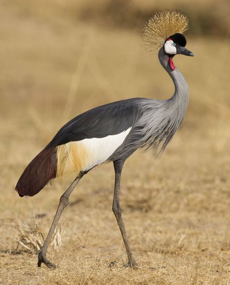 Crested Crane, Grey Crowned Crane, Sarus Crane, African Birds, Textured Bowls, List Of Birds, Crowned Crane, Bird Facts, Water Birds