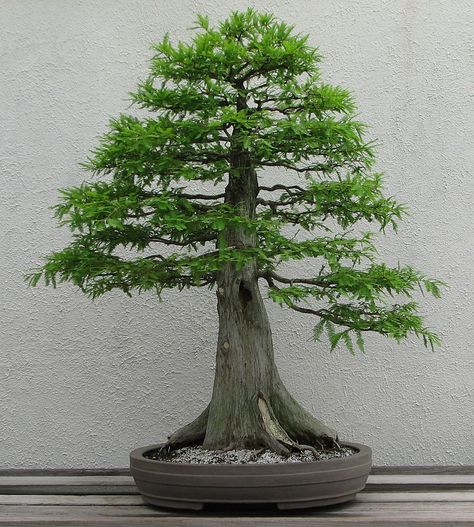 Metasequoia glyptostroboides - Dawn Redwood for sale Bonsai Meaning, Bonsai For Beginners, Bonsai Forest, Bonsai Tree Types, Indoor Bonsai Tree, Bald Cypress, Plantas Bonsai, Bonsai Styles, Japanese Bonsai