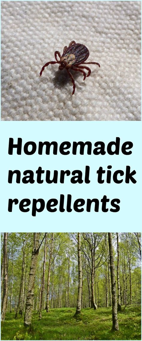 How To Repel Ticks On Humans, Diy Tick Repellent, Ticks On Humans, Tick Repellent For Humans, Homemade Tick Repellent, Tick Repellent For Dogs, Wood Tick, Natural Tick Repellent, Bug Repellant