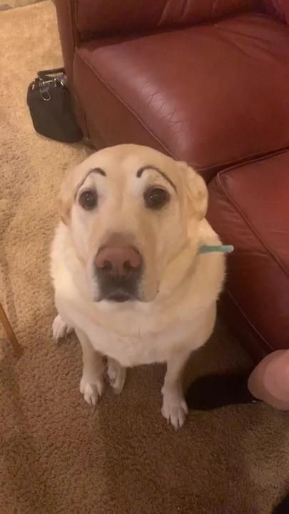 so my dog has eyebrows now #fyp #superbowl #dogs | TikTok Dog With Eyebrows, Dogs Tiktok, Animals Care, Super Cute Puppies, Dogs Love, Cute Wild Animals, Weird Animals