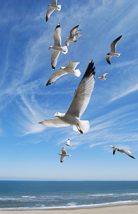 Loved being able to get this perspective of the beach and gulls from the 7th floor of a hotel! I shot it a few weeks ago, but it looks like summer isn't that far away now. A Flock Of Seagulls, Flock Of Seagulls, Flying In The Sky, Seagulls Flying, Coastal Birds, Shorebirds, Haiwan Peliharaan, Erkenci Kuş, Sea Birds