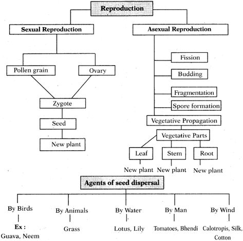 Reproduction Class 10 Notes, Reaching The Age Of Adolescence Notes, Reproduction In Plants Notes, 7th Grade Notes, Class 7 Science Notes, Reproduction Notes, Reproduction In Plants, Science Formulas, Science Diagrams