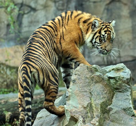 Sumatran tiger Big Cat Reference, Tigers Reference, Tiger Reference, Tiger Photography, Sumatran Tiger, Tiger Pictures, Cat Reference, Animal Study, Tiger Art