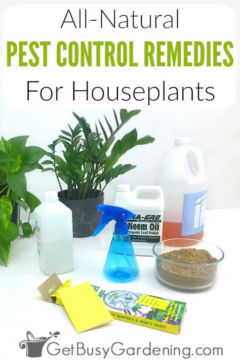 There are many ways to control houseplant pests without using toxic insecticides. Using all-natural pest control for houseplants is much healthier for us and our plants. There are lots of home remedies and homemade insect sprays that work great to kill bugs on indoor plants! So skip the toxic chemical pesticides, and try these organic methods and products for plants instead. It works! #houseplants #indoorplants #gardening #pestcontrol Bugs On Indoor Plants, Houseplant Pests, Homemade Bug Spray, Kill Bugs, Plant Bugs, Natural Pesticides, Insect Spray, Best Pest Control, Plant Pests