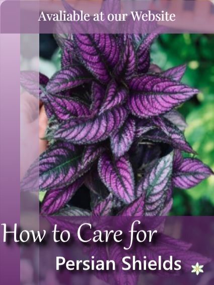 Have you just purchased or were looking to purchase a Persian shield? Need more knowledge about them?Then we are here for you! You can learn more about these vibrate plants at our website. Happy learning!!🤩 Persian Shield Plant, Persian Shield, Happy Learning, More Knowledge, Colorful Leaves, Plant Food, The Purple, Tropical Plants, Myanmar