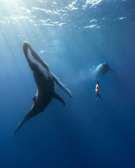 And all at once it seemed, my heart was connected with the ocean and the universe in a manner it had never been before. Humpback Whale Facts, Whale Facts, All Inclusive Trips, Underwater Creatures, A Whale, Ocean Conservation, Marine Biology, Humpback Whale, Ocean Creatures