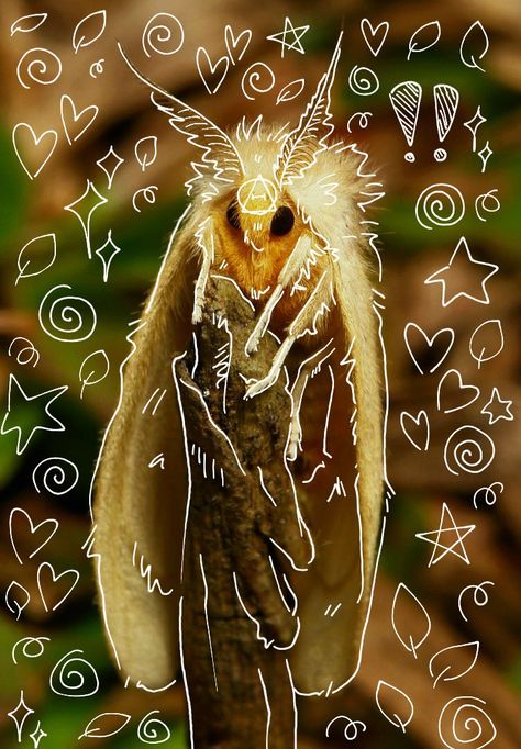 Tussock Moth, Please Do, Made By Me, Moth, So Cute, I Love, Feel Free