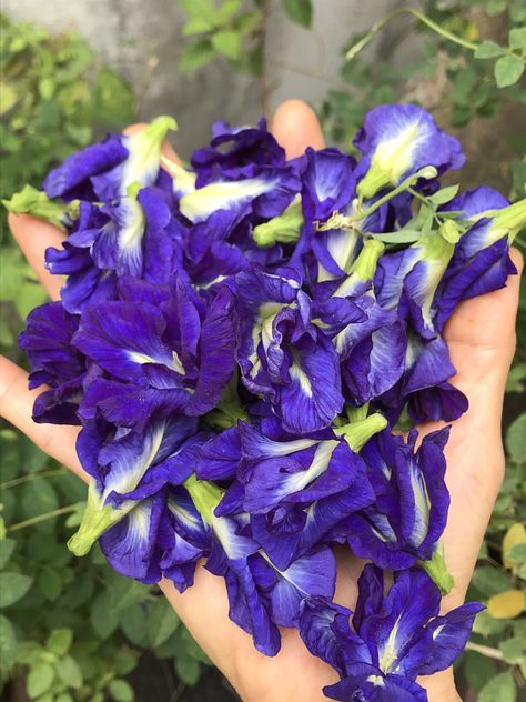 Blue Tea | 100% Pure Dried Butterfly Pea Flower from THAILAND | Grassy Aroma | High Antioxidants | Herbal tea | Natural blue color  #DarProducts #ButterflyPeaFlower #BlueTea #ClitoriaTernatea Butterflypeaflower Tea, Alchemy Herbs, Blue Butterfly Pea Flower, Dried Butterfly, Pea Flower Tea, Tea Plants, Butterfly Pea Flowers, Bunga Telang, Butterfly Pea Tea