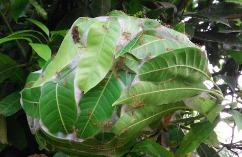 Watch these incredible green ants build a leaf castle Weaver Ant, Dancing Dragon, Soul Growth, Australian Animals, Tree Hugger, Wildlife Conservation, Dragon Design, About Animals, Flora Fauna