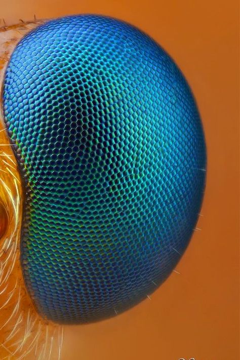 Bug Eyes, Insect Texture, Bugs Eye View Photography, Insect Eyes Close Up, Insect Eyes, Eye Texture, Photo Macro, Bugs Under Microscope, Macro Insect Photography