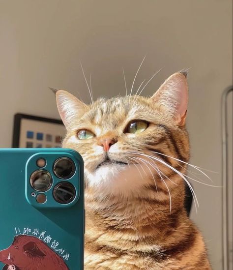 Iphone Mirror Selfie, Iphone Wallpaper Night, Eid Status, Handsome Cat, Wooden Wallpaper, Iphone Selfie, Before And After Pics, Cute Potato, Cat Profile