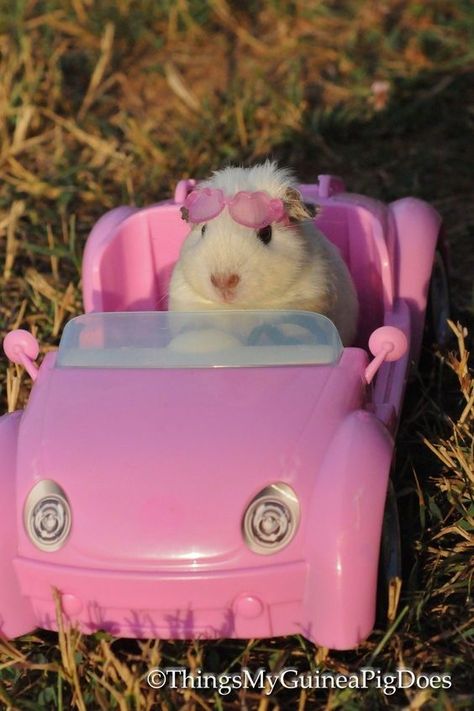 Tiny Teddy Bear, Cutest Pets, Pet Rats, Pink Car, Guinea Pig, The Cutest, Japan, Animals, Pink