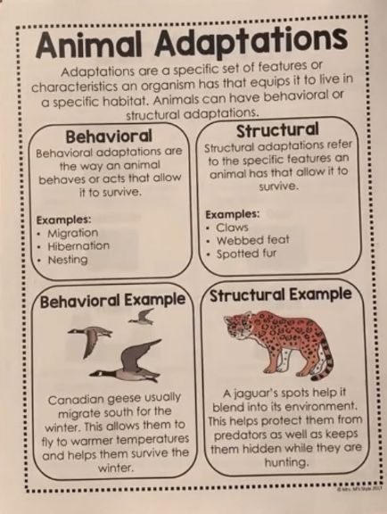 Animal Classification Anchor Chart, Adaptations Anchor Chart, Animal Adaptations Anchor Chart, Animal Adaptation, Animal Adaptations 1st Grade, Biology Kingdoms Animal Classification, Teaching Animal Adaptations, Structural Adaptations, Plant And Animal Adaptations