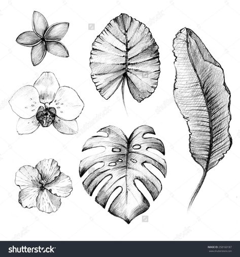 Tropical Flowers Drawing - Infoupdate.org Hawaiian Flower Drawing, Jungle Tattoo, Plants Drawing, See Tattoo, Plant Sketches, Trendy Plants, Hawaiian Tattoo, Flowers Drawing, Flower Drawing Design