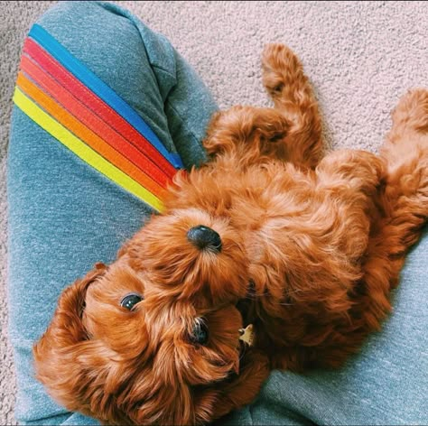 Preppy Golden Doodle, Preppy Pets, Preppy Puppy, Preppy Animals, Hello Kitty Pfps, Its So Fluffy, Preppy Photos, Preppy Pfps, Preppy Dog