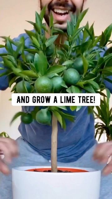 Healthy Food Prep 🌱🍳🥗🍝 on Instagram: "How to grow a lime tree with a store-bought lime! 🌱🤩…By @creative_explained . . . #limes #lifehacks #howto #diy #plants #plantlover #plantsofinstagram" How To Plant Lime Seeds, How To Grow Limes, Lime Tree Indoor, How To Grow Lime Tree In Pot, How To Grow A Lime Tree From Seed, Growing Limes, How To Grow Limes From Seeds, Potted Lime Tree, Lime Tree Care