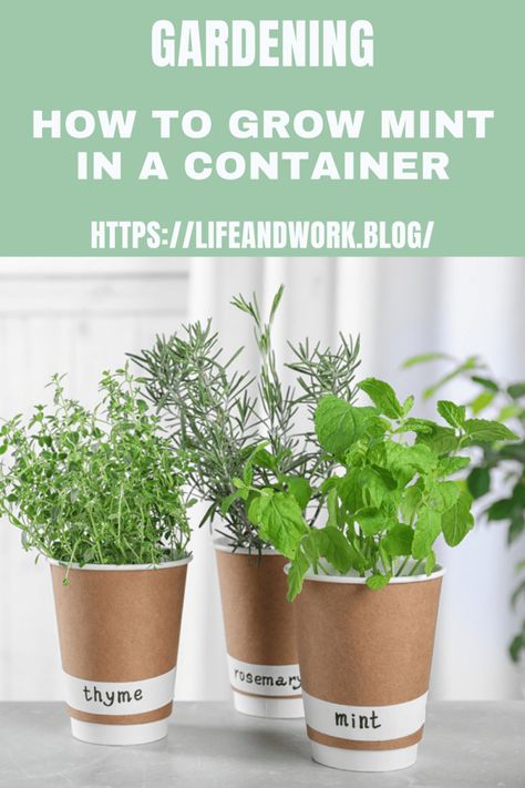 How to Grow Mint in a Container How To Grow Mint, Growing Catnip, Grow Mint, Drying Mint Leaves, Growing Mint, Apple Mint, Natural Air Freshener, Mint Plants, Garden Compost