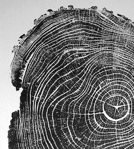 hamilton This season’s Art in Music inquiry of Respighi's 'Pines of Rome' explored var Generative Kunst, Tree Ring Art, Illustration Tree, Wood Illustration, Tree Ring, Woodcuts Prints, Tree Rings, Wood Pattern, Abstract Illustration