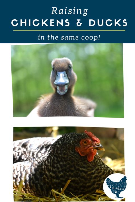 Keeping Ducks And Chickens Together, Raising Ducks With Chickens, Raising Ducks And Chickens Together, Can Ducks And Chickens Live Together, Ducks And Chickens Together, Chickens And Ducks, Duck And Chicken Coop, Duck And Chicken Coop Together, Chicken And Duck Coop Combo