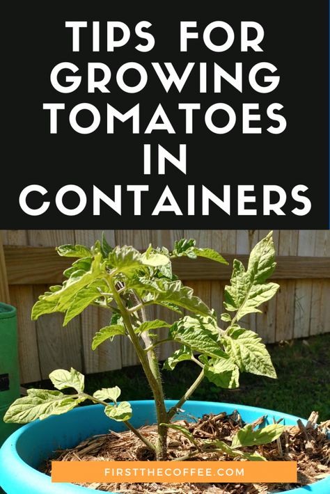 Tomato Container Gardening, Avocado Seed Growing, Growing Tomatoes In Pots, Tomatoes In Pots, Gemüseanbau In Kübeln, Tomatoes In Containers, Tips For Growing Tomatoes, Growing Tomato Plants, Growing Tomatoes In Containers