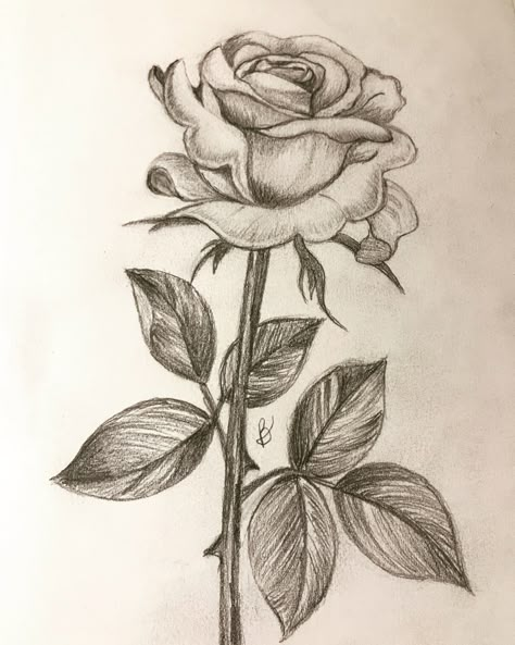 Pencil Drawings Of Flowers, Rose Sketch, Flower Art Drawing, Cool Pencil Drawings, Rose Drawing, Drawing Faces, Flower Sketches, Easy Drawings Sketches, Art Drawings Sketches Creative