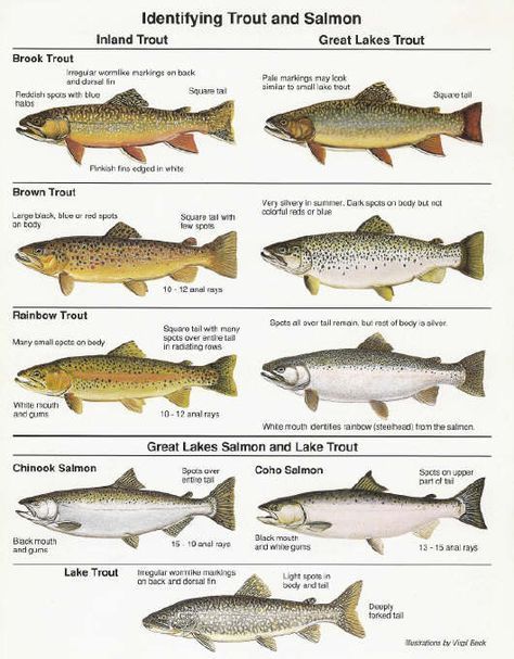 pdf of great lakes fish in mi | Lake Michigan Fishing Charter, Chicago, Waukegan IL. Lake Michigan ... #salmonfishing Michigan Fish, Michigan Fishing, Fish Chart, Lake Fish, Fishing Trout, Fish Poster, Lake Trout, Trout Fishing Tips, Trout Fish