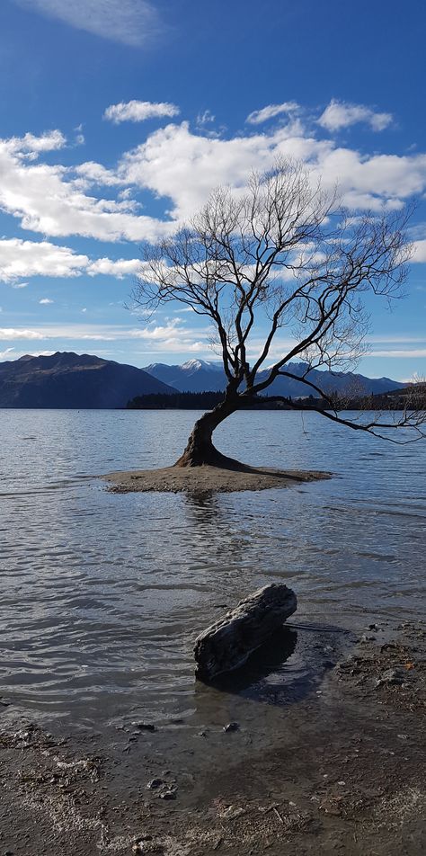 Lake Wanaka tree, New Zealand Wanaka Tree, New Zealand Great Walks, Lake Te Anau New Zealand, Lake Takepo New Zealand, Wanaka New Zealand, Lake Tepako New Zealand, Haast New Zealand, Lake Wanaka, New Zealand