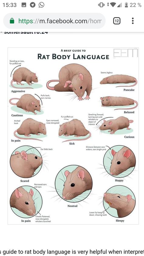 Rat Training Tips, Rat Information, Rat Homes Ideas, Dumbo Rat Drawing, Pet Rat Supplies, Pet Rat Tips, Rat Cage Ideas Aesthetic, Rat Enclosure Ideas, Rat Free Roam Area