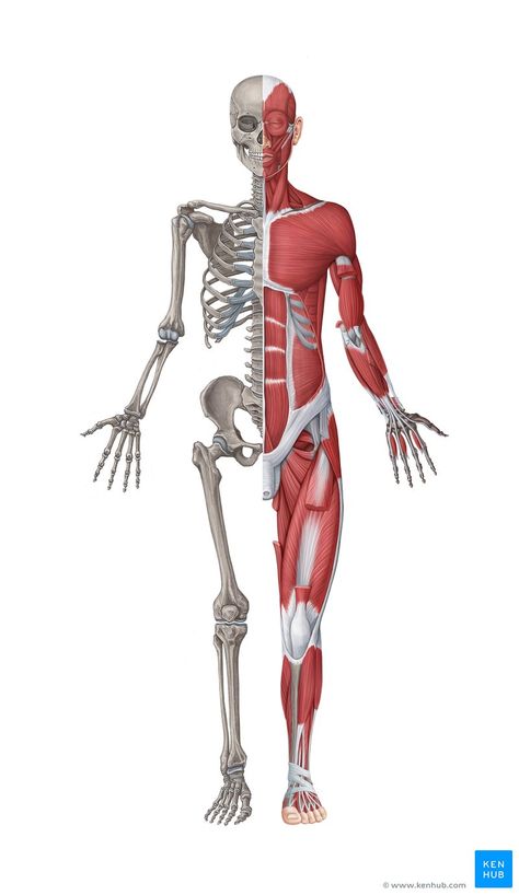 The Musculoskeletal System, Muscoskeletal System, Muscular System Drawing, Muscular System Labeled, Muscles Illustration, Muscles Drawing, Anatomy Of The Body, Human Muscles, Body Muscle Anatomy