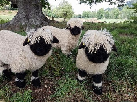 These Blacknose Sheep Are Real Eventhough They Look Like Stuffed Animals - I Can Has Cheezburger? Blacknose Sheep, Valais Blacknose, Valais Blacknose Sheep, Animals Tattoo, Sheep Breeds, Cute Sheep, Cuteness Overload, Beautiful Creatures