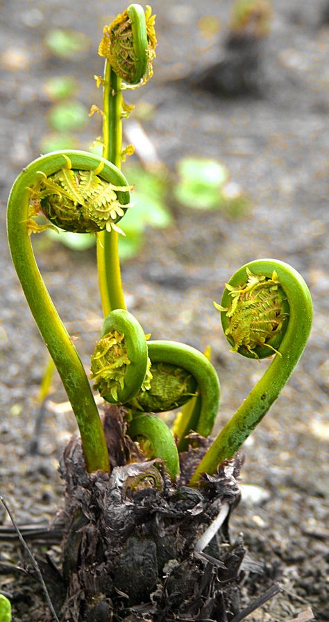 Fiddlehead Ferns = pohole = fiddlehead greens = fern. When a fern first emerges from the ground, its uncoiled frond is called a fiddlehead. Edible varieties of fiddleheads include those from the ostrich fern and the less common wood fern.   . Fiddleheads from bracken ferns resemble those from ostrich ferns, but are believed to be carcinogenic. Be very careful if you're gathering fiddleheads from the wild. Undercooked ostrich fern fiddleheads also have been linked to some cases of food poisoning. Fern Plant Care, Fern Fiddlehead, Ostrich Ferns, Bracken Fern, Fiddlehead Fern, Spirals In Nature, Wood Fern, Fiddlehead Ferns, Ferns Garden