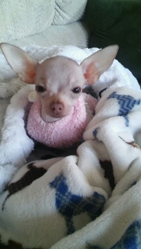 Scarlet No Haira Hairless Chihuahua Hairless Chihuahua, Shower Cap, Cute Chihuahua, Chihuahua Love, Chihuahua Dogs, Cute Animal Photos, Animal Photo, Scarlet, Chihuahua