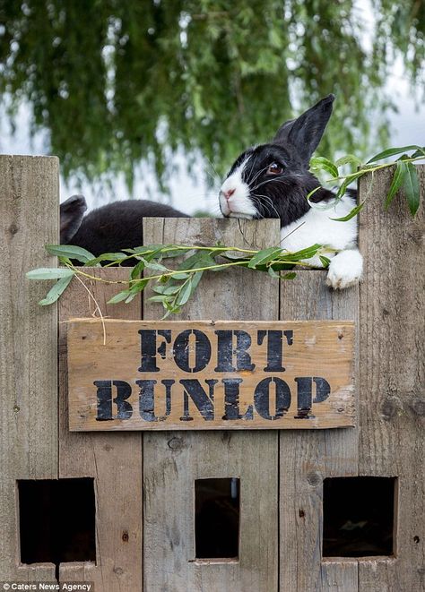 Couple spend thousands creating playground for rabbits | Daily Mail Online Rabbit Colony, Rabbit Playground, Rabbit Shed, Rabbit Information, Rabbit Sign, Bunny Ideas, Unique Rabbit, Pet Rabbits, Bunny Hutch