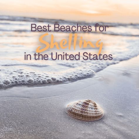 Best Beaches for Shelling in the U.S., From California to Florida | WanderWisdom Florida Shelling Beaches, Beachy Strand Shell For Vacation, Adjustable Ocean-inspired Shell For Beach Season, Best California Beaches, Florida Seashells, Best Seashell Beaches In California, Large Sea Shells, Waikiki Hawaii Beach, Northern California Beaches