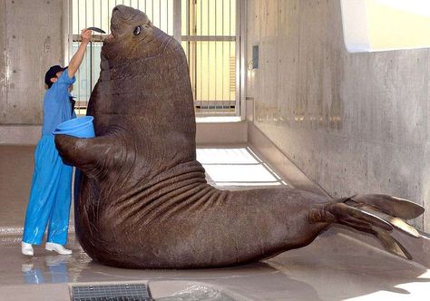 An elephant seal gears up for feeding time at a Japanese Zoo, even holding his own bucket. The bulls can grow to be up to 16ft long and weigh over 6,000lbs. There are two types of elephant seal - the southern elephant seal and the smaller northern version. It is named after the males' snout, which resembles the trunk of an elephant. They can hold their breath longer than any other cetacean animal, staying under water without air for up to two hours Elephant Seals, Animals On Land, Elephant Seal, Cute Seals, 2020 Memes, Animals Sea, Wild Kingdom, Water Creatures, Manatees