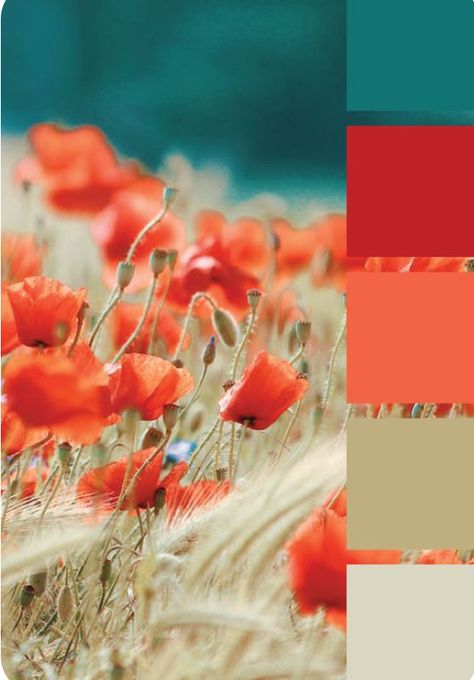 What Colors Are Trending Now, Teal And Red Color Palette, Fire Colour Palette, Rust Red Color Palette, Coral Colour Palette, Teal Color Palette, Turquoise Color Palette, Red Colour Palette, Color Schemes Colour Palettes