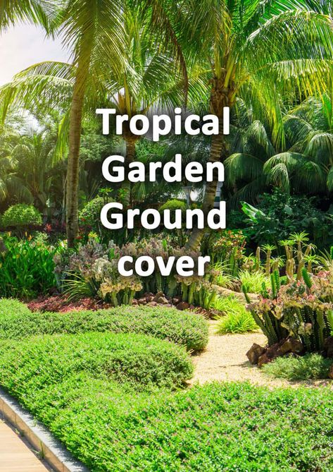 Small Jungle Garden Ideas, Tropical Plants Outdoor Full Sun, Tropical Looking Plants, Florida Plants Landscaping, Best Grass Seed, Groundcover Plants, Tropical Garden Plants, Tropical Backyard Landscaping, Courtyard Plants