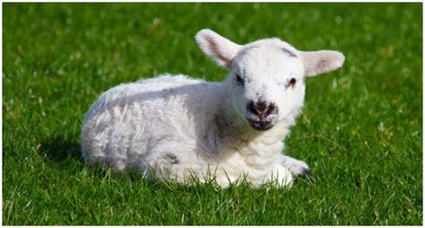 Mary Really did Have a Little Lamb – The True Story of the Nursery Rhyme Lamb Pictures, The Lost Sheep, Cute Lamb, Baby Sheep, Image Chat, Baby Lamb, Animal Advocacy, Sheep And Lamb, Animal Protection