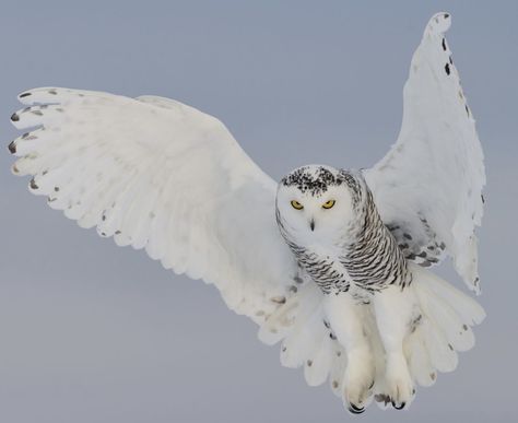 Pictures Of Owls, Arctic Owl, Snowy Owls, Raven Tattoo, Snowy Owl, Art Pictures, Owls, Birds, Google Search