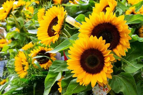 Common Sunflower, Perennial Sunflower, Planting Sunflowers, Grow Gorgeous, Rose Seeds, Helianthus Annuus, Sunflower Garden, Flowers Yellow, Plant Seeds