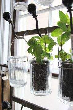 Kitchen Window Herb Garden, Hanging Herb Gardens, Window Herb Garden, Pot Gantung, Mason Jar Herbs, Herb Garden Planter, Hanging Herb Garden, Hanging Herbs, Herb Garden In Kitchen