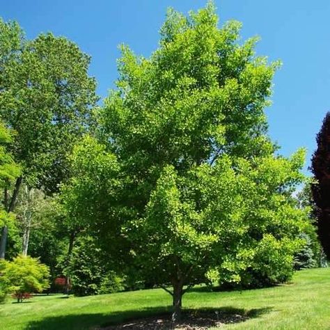 Gingko Biloba Tree, Japanese Backyard, Cedrus Deodara, Maidenhair Tree, Ginko Biloba, Gingko Biloba, Sole Survivor, Living Fossil, Temple Gardens