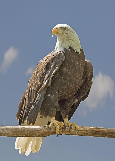 Get ready to soar with these stunning pictures of eagles! These magnificent birds of prey are captured in all their glory in this collection of breathtaking images. Learn more about eagles in our linked YouTube video. Click the link to watch now! Eagles Birds of prey hunting skills Majestic Symbolism Wildlife Nature Adaptations Talons Wingspan Nesting Conservation Feathers Mountains Predators bird tattoo bird drawing bird painting bird wallpaper bird photography birds and animals bird wall art Types Of Eagles, Haliaeetus Leucocephalus, Aigle Royal, Eagle Painting, Eagle Wallpaper, Eagle Pictures, American Bald Eagle, Bald Eagles, Hakone